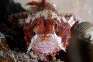 North Sulawesi-2018-DSC04870_rc- Poss scorpionfish - Poisson scorpion de poss - Scorpaenopsis possi